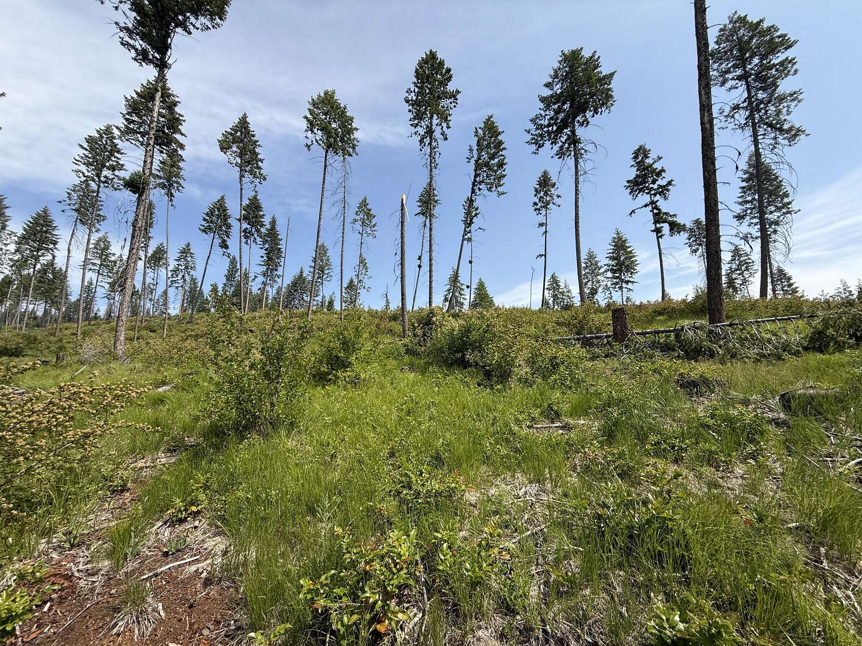 20 Acres of Recreational Land for Sale in Curlew, Washington