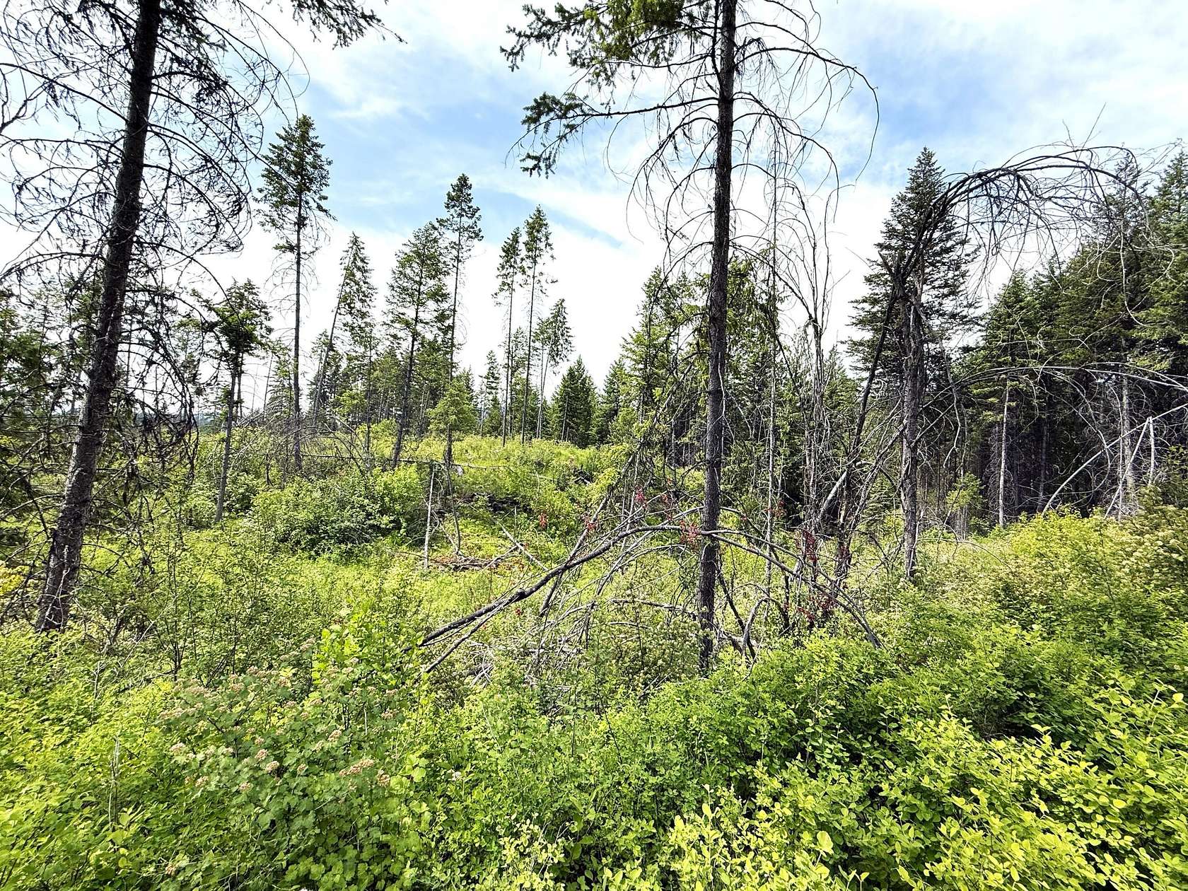 20 Acres of Recreational Land for Sale in Curlew, Washington