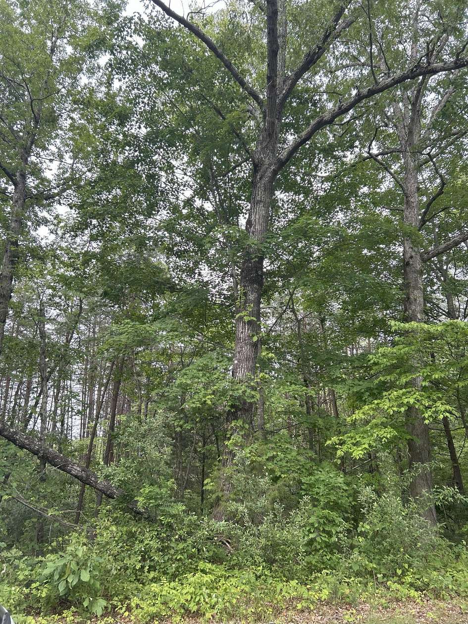 0.46 Acres of Improved Land for Sale in Williamsburg, Kentucky