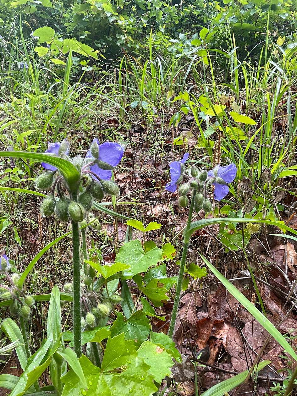 54.6 Acres of Recreational Land for Sale in Atlanta, Texas