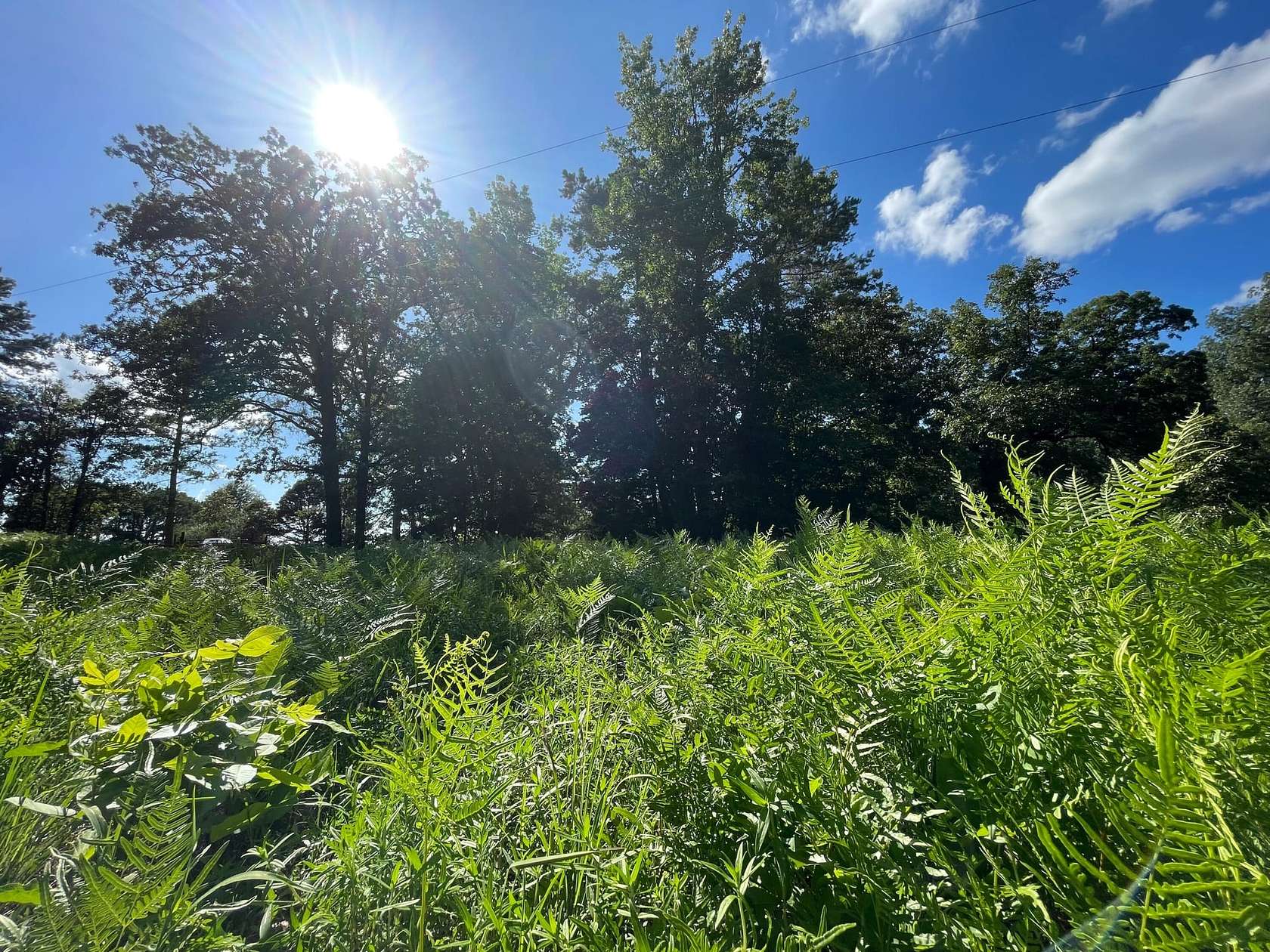54.6 Acres of Recreational Land for Sale in Atlanta, Texas