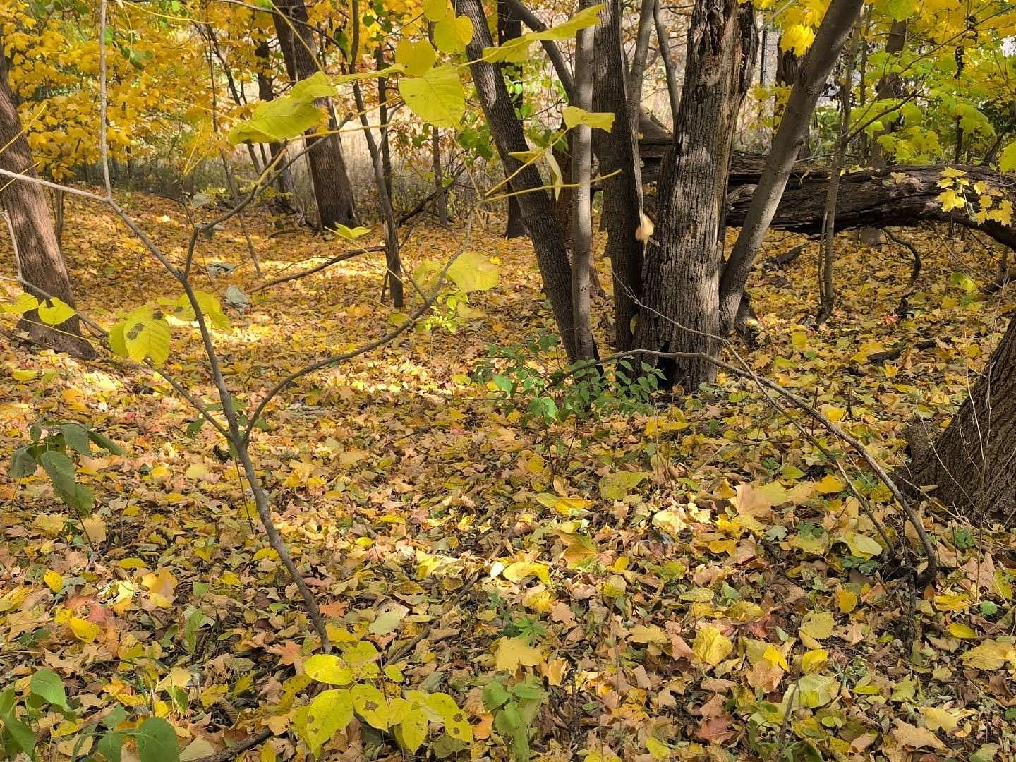 0.57 Acres of Residential Land for Sale in Joliet, Illinois