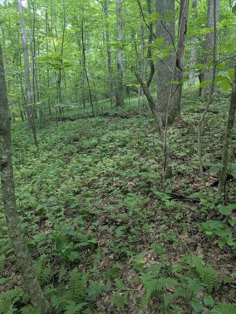 Residential Land for Sale in Monterey, Tennessee