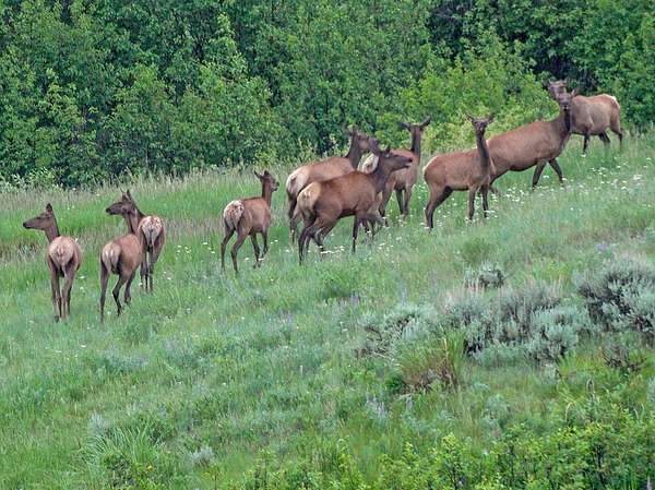 1,301 Acres of Recreational Land & Farm for Sale in Livingston, Montana