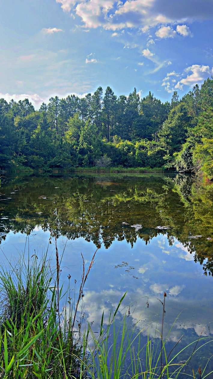 363 Acres of Recreational Land for Sale in Laurel Hill, Florida