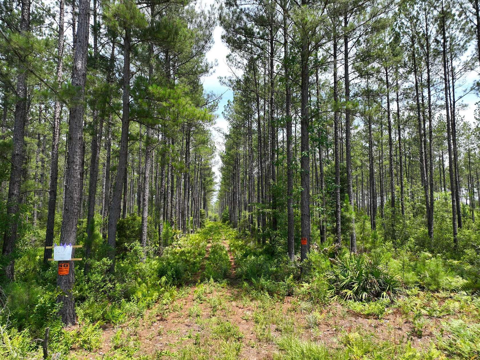 15 Acres of Recreational Land for Sale in Waycross, Georgia