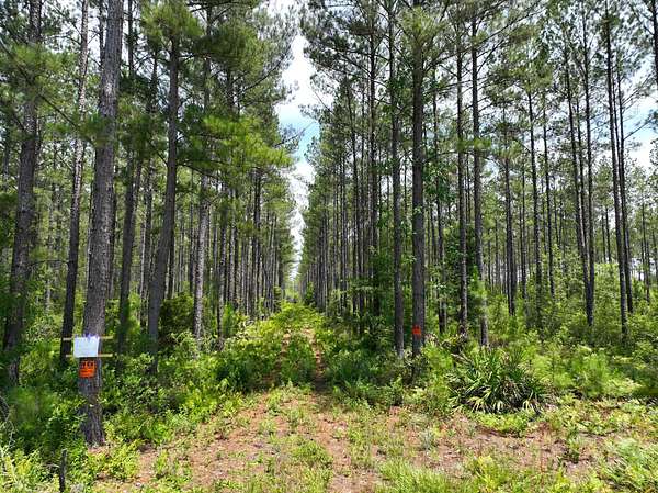 15 Acres of Recreational Land for Sale in Waycross, Georgia