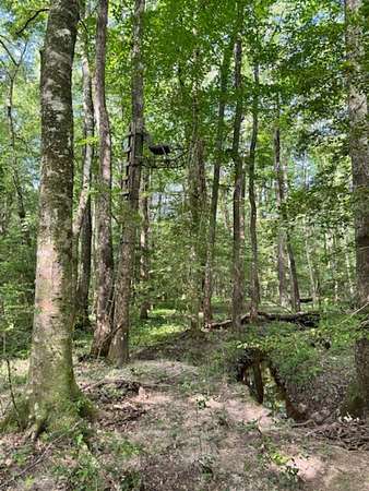 12 Acres of Recreational Land with Home for Sale in Jonesboro, Louisiana