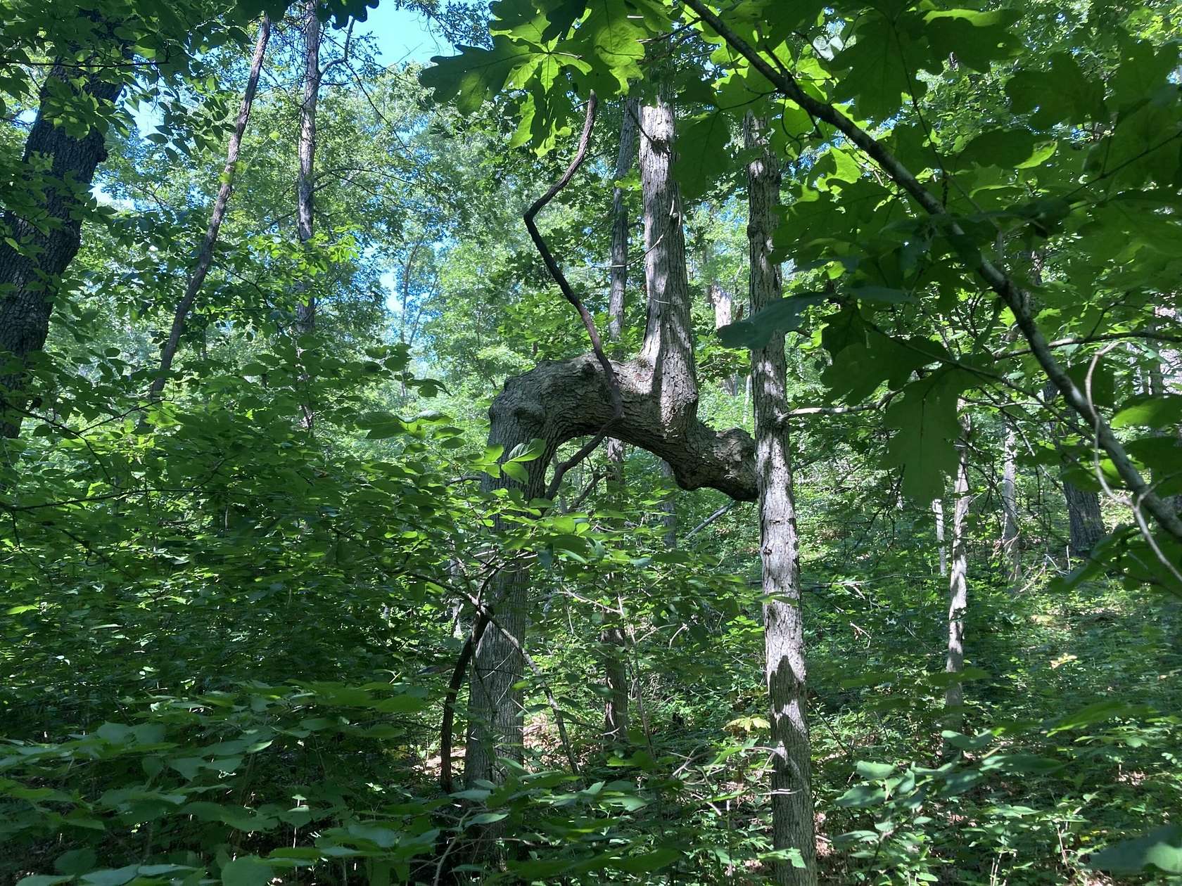 22.4 Acres of Recreational Land for Sale in Stockton, Missouri