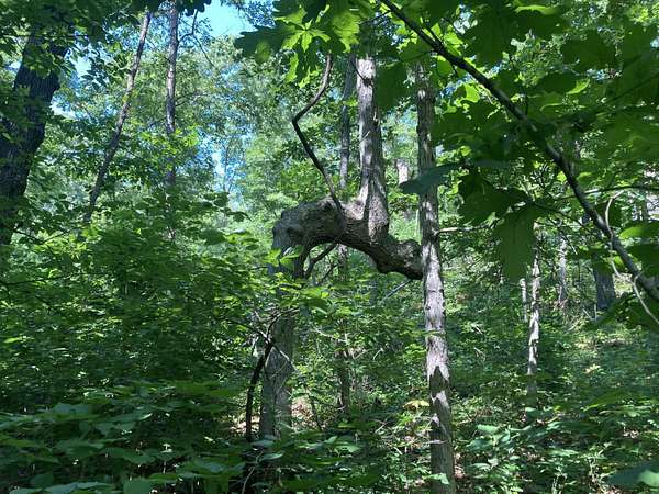 22.4 Acres of Recreational Land for Sale in Stockton, Missouri