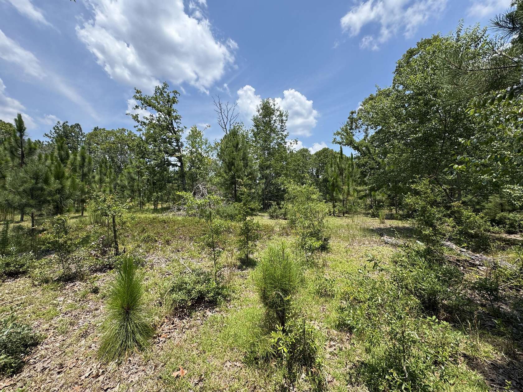17 Acres of Recreational & Residential Land for Sale in Windsor, South Carolina