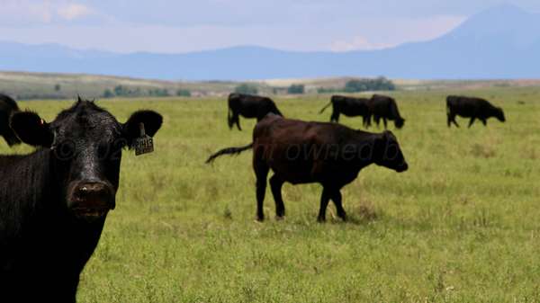 10,937 Acres of Agricultural Land for Sale in Model, Colorado