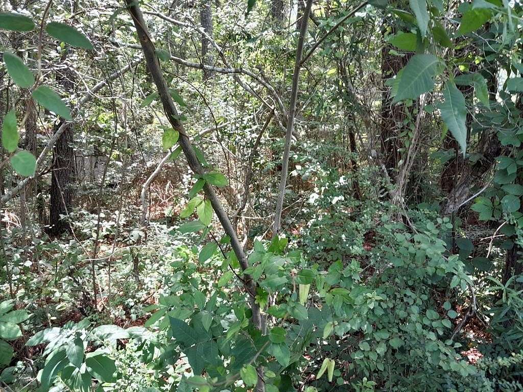 2 Acres of Residential Land for Sale in Pineville, South Carolina
