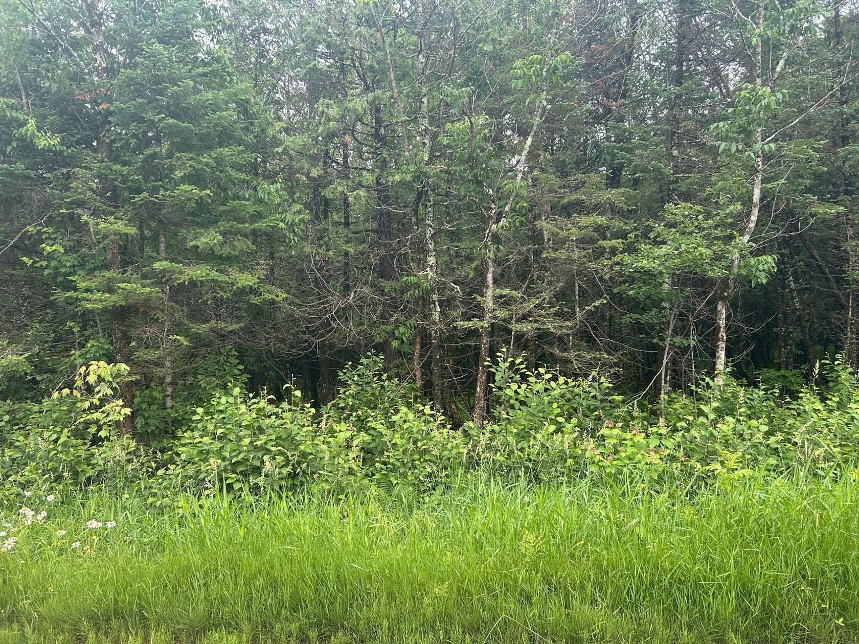 5 Acres of Land for Sale in Catawba, Wisconsin
