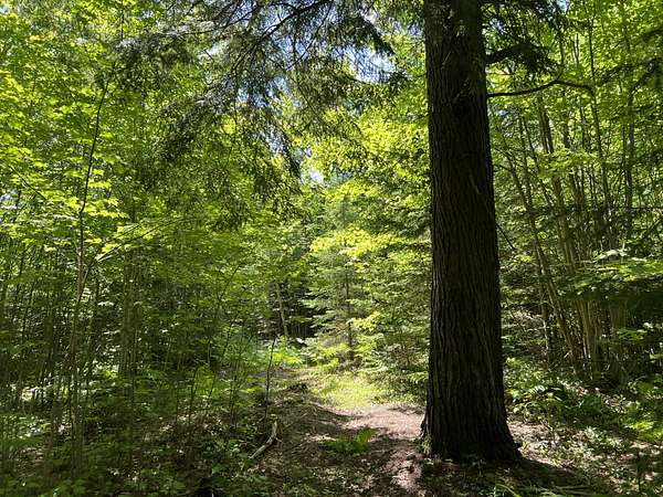 20 Acres of Recreational Land for Sale in Lake Linden, Michigan