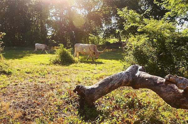 35.5 Acres of Agricultural Land for Sale in Pottsboro, Texas