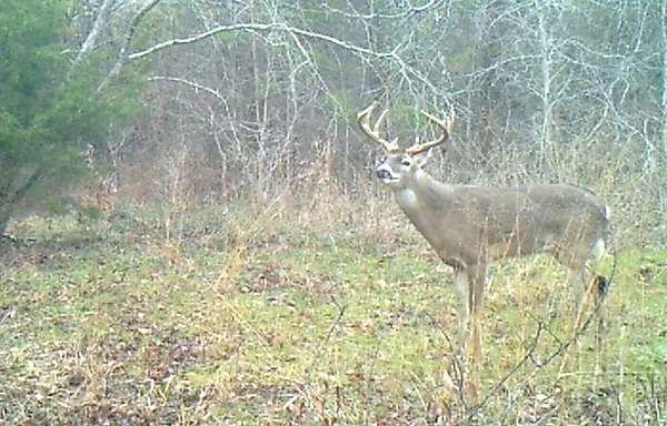 42.8 Acres of Recreational Land for Sale in Dawson, Texas