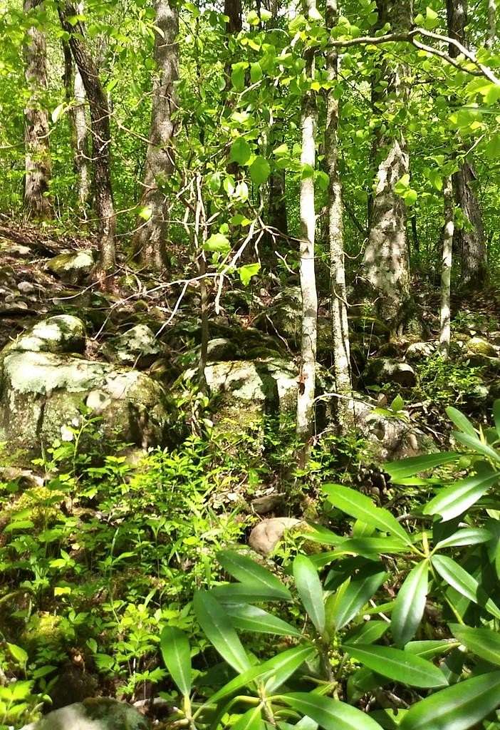 5.4 Acres of Land for Sale in Wilder, Tennessee