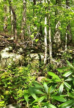 5.4 Acres of Land for Sale in Wilder, Tennessee