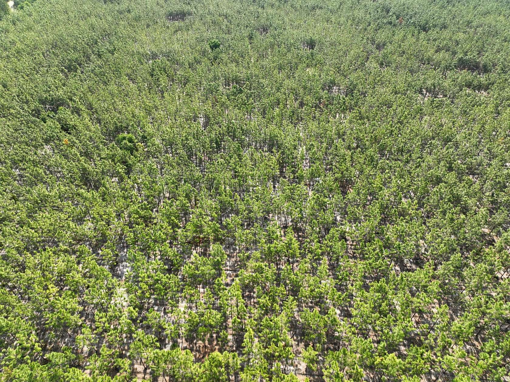 15 Acres of Recreational Land for Sale in Folkston, Georgia