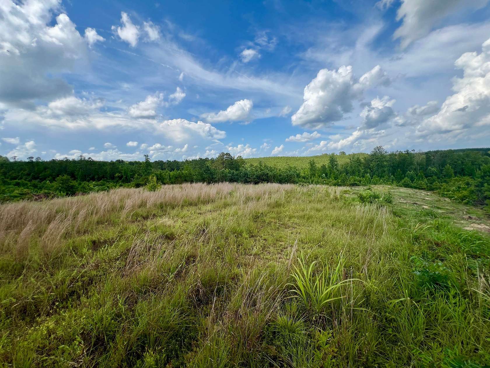 50 Acres of Recreational Land for Sale in Vernon, Alabama