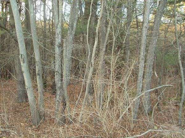 6.13 Acres of Land for Sale in Oneonta, New York
