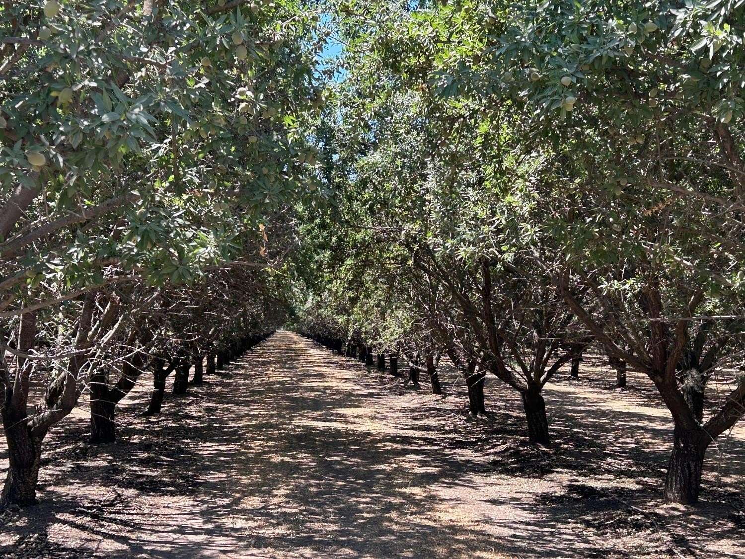 306 Acres of Land for Sale in Madera, California