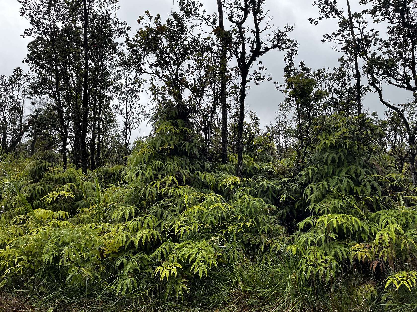 3 Acres of Land for Sale in Volcano, Hawaii