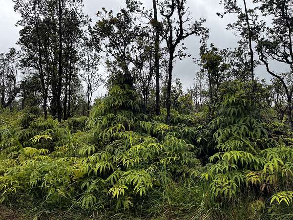 3 Acres of Land for Sale in Volcano, Hawaii
