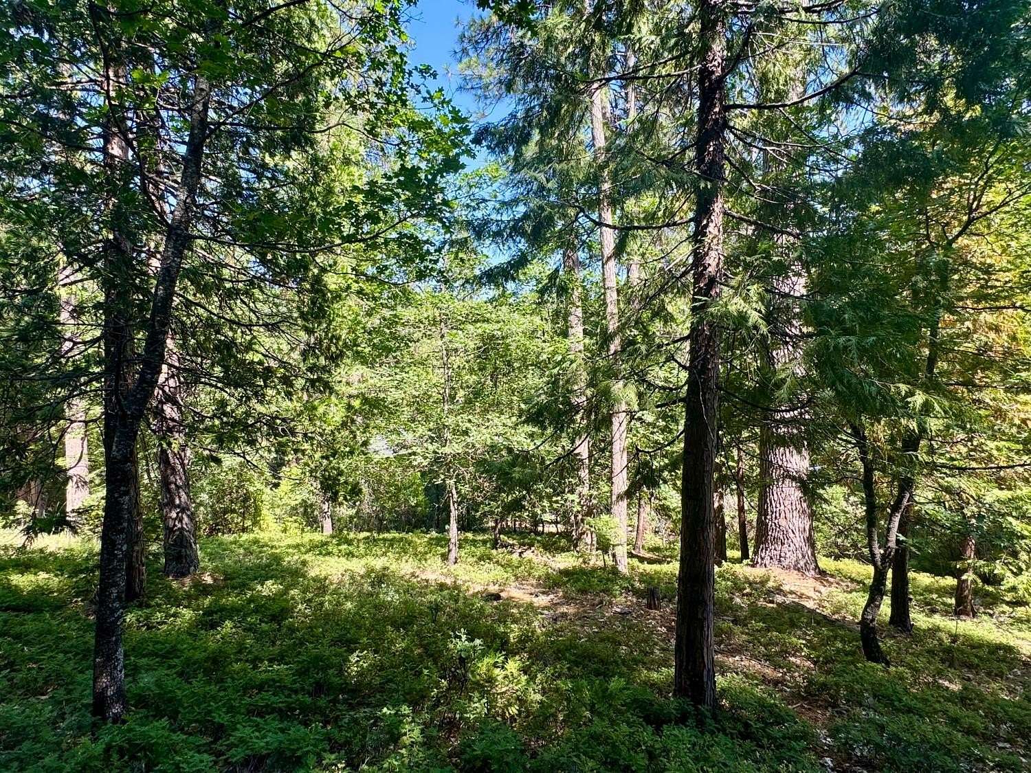 0.34 Acres of Residential Land for Sale in Arnold, California