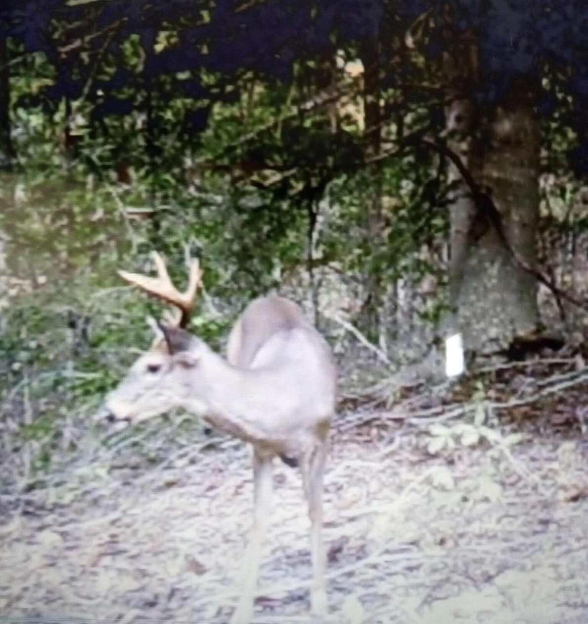 65 Acres of Recreational Land for Sale in Brodhead, Kentucky