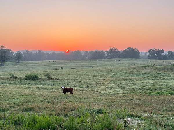 125 Acres of Land with Home for Sale in Phil Campbell, Alabama