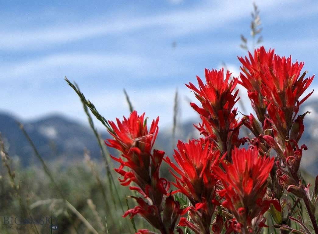 20.3 Acres of Recreational Land for Sale in Belfry, Montana