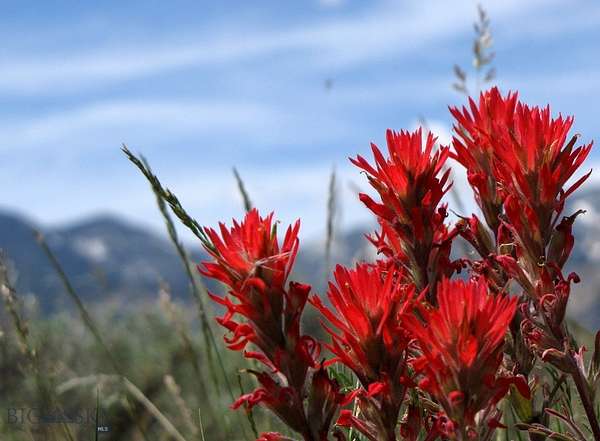 20.3 Acres of Recreational Land for Sale in Belfry, Montana