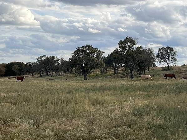 320 Acres of Land for Sale in Voca, Texas