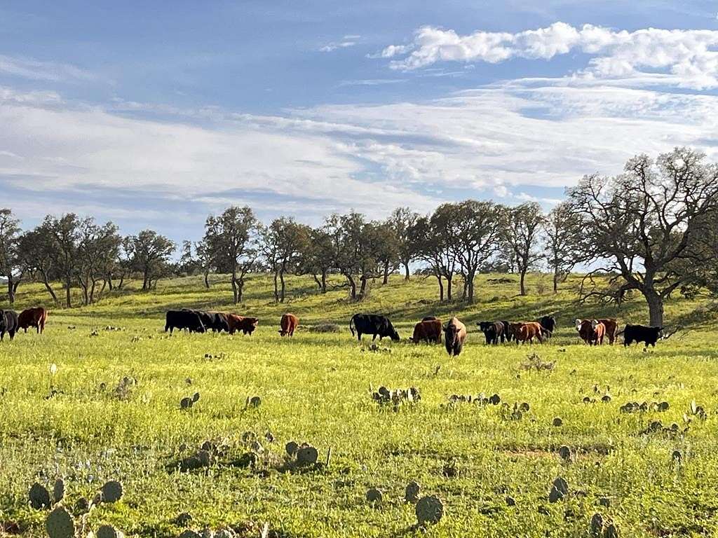 180 Acres of Land for Sale in Voca, Texas