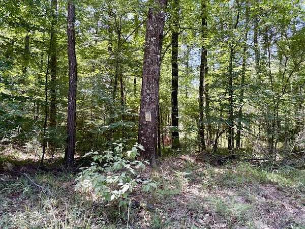 30 Acres of Recreational Land for Sale in Provencal, Louisiana