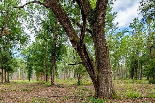 222 Acres of Recreational Land for Sale in Arlington, Georgia