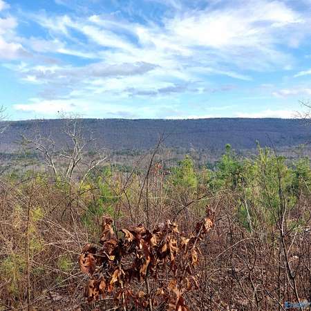 40.2 Acres of Recreational Land for Sale in Valley Head, Alabama