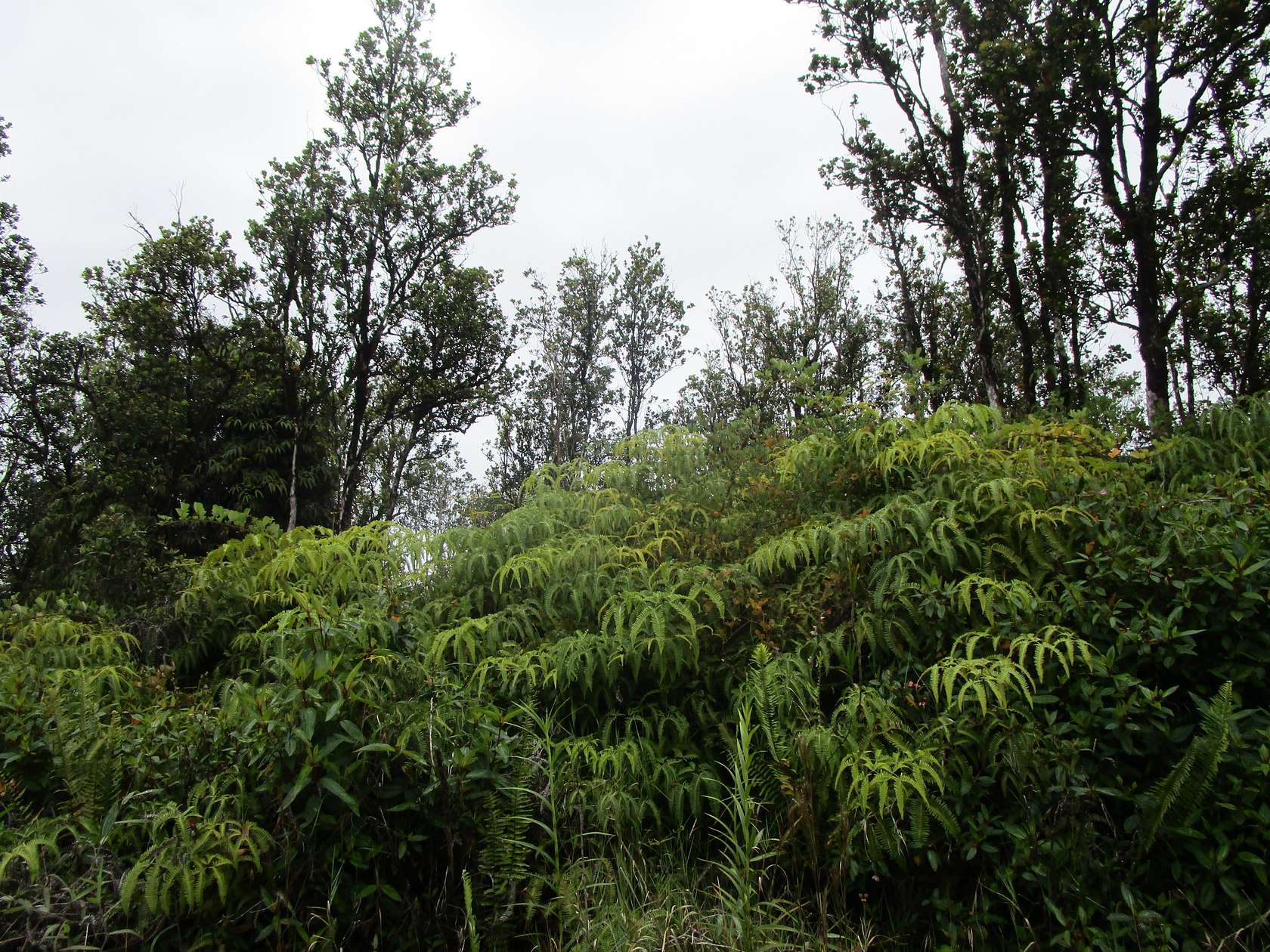 3 Acres of Land for Sale in Volcano, Hawaii