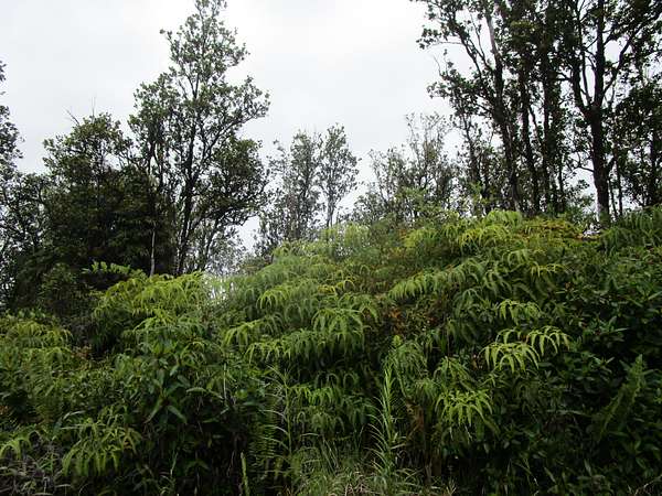 3 Acres of Land for Sale in Volcano, Hawaii