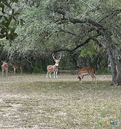 160 Acres of Recreational Land for Sale in Beeville, Texas