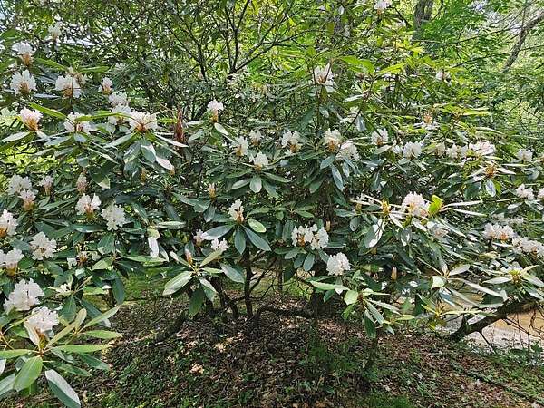 107 Acres of Recreational Land - Woodlawn Va 143681894 