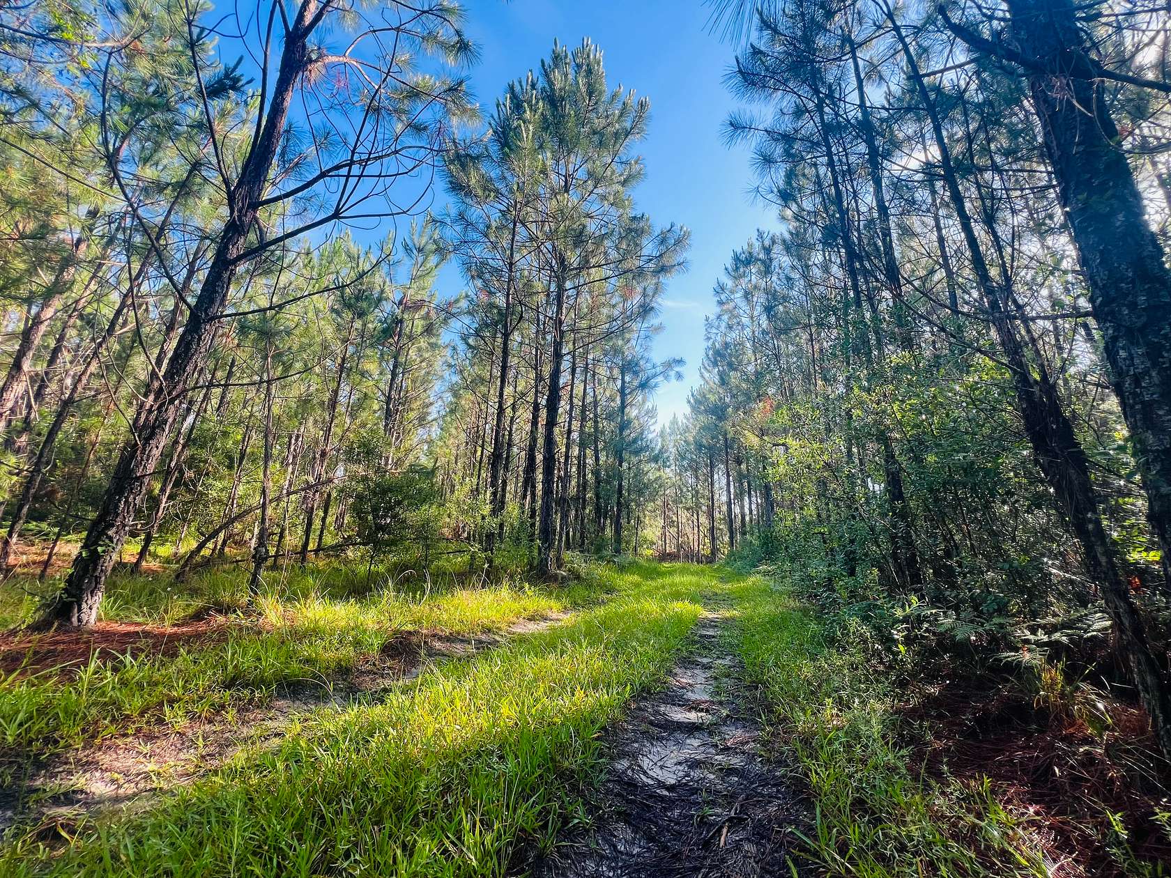 1,010 Acres of Recreational Land for Sale in Mount Vernon, Georgia