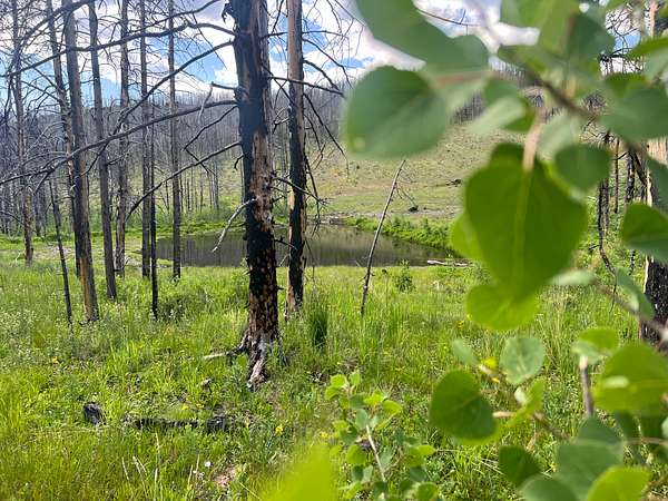 40 Acres of Recreational Land for Sale in Bellvue, Colorado