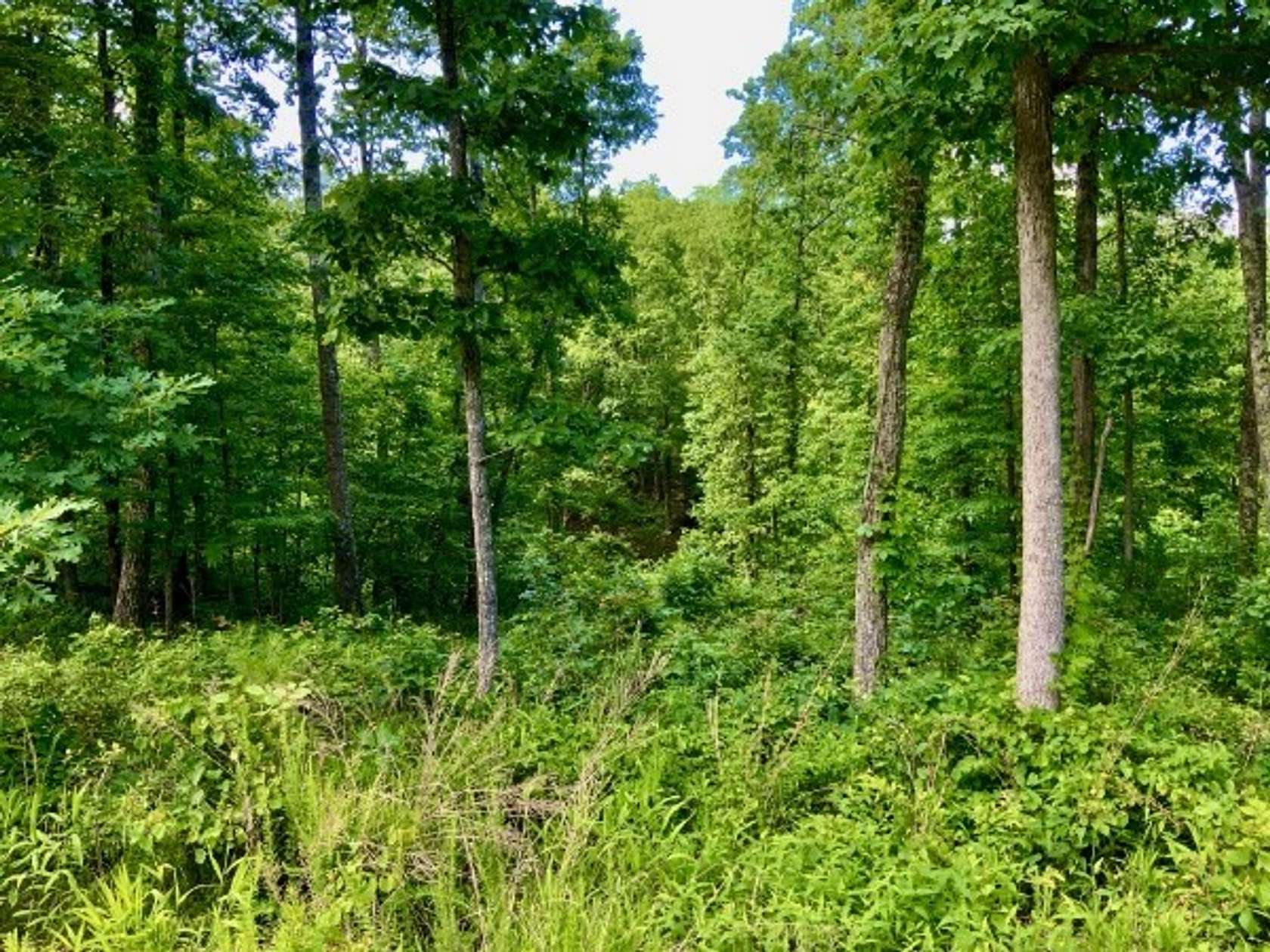 13.6 Acres of Recreational Land for Sale in Waverly, Tennessee