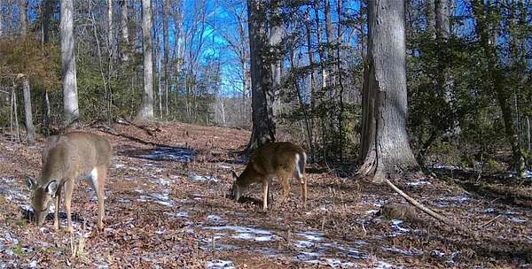 11.8 Acres of Land for Sale in Pendleton, South Carolina