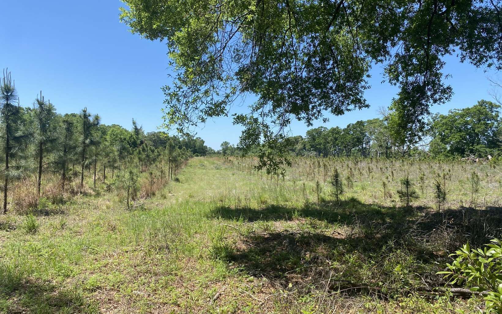 15 Acres of Land for Sale in Branford, Florida