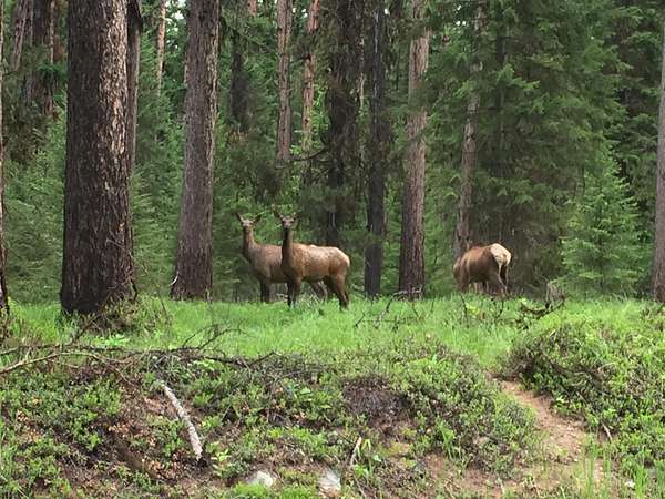 8 Acres of Land for Sale in Libby, Montana