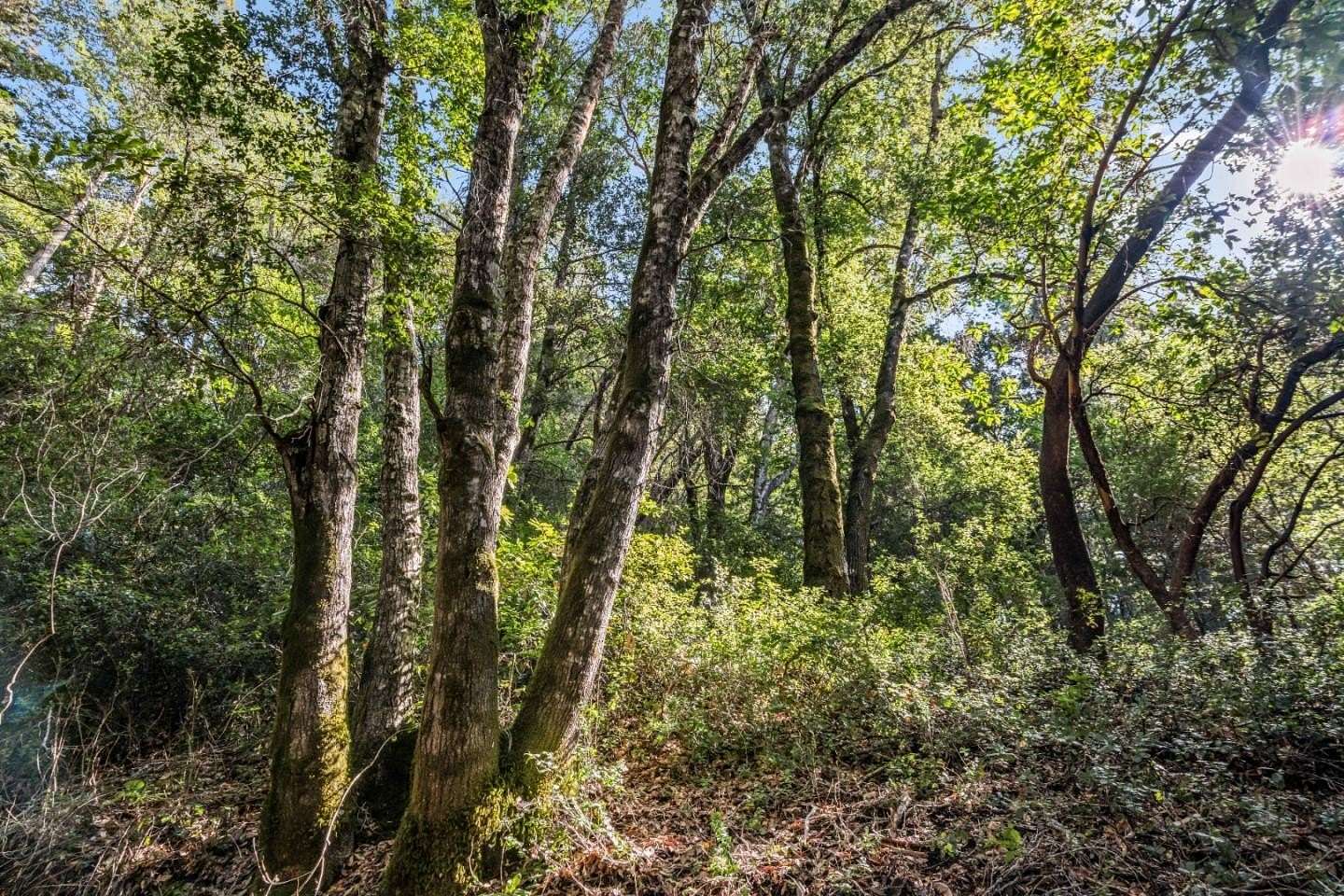 0.17 Acres of Residential Land for Sale in Felton, California